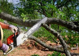 Professional Tree Care  in Hilbert, WI