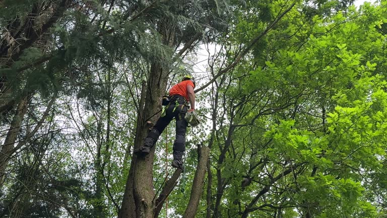 Best Storm Damage Tree Cleanup  in Hilbert, WI