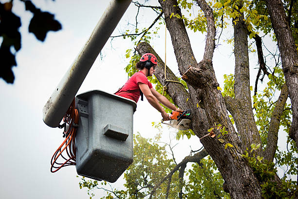 How Our Tree Care Process Works  in  Hilbert, WI